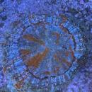 Acanthophyllia deshayesiana - Green Warpaint - WYSIWYG 5